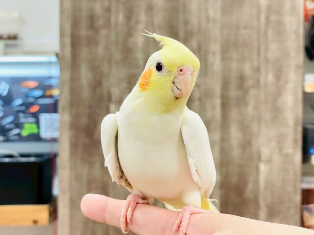 オカメインコ