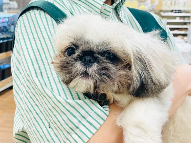 まっくろくろすけ🖤ペキニーズくん ペキニーズ