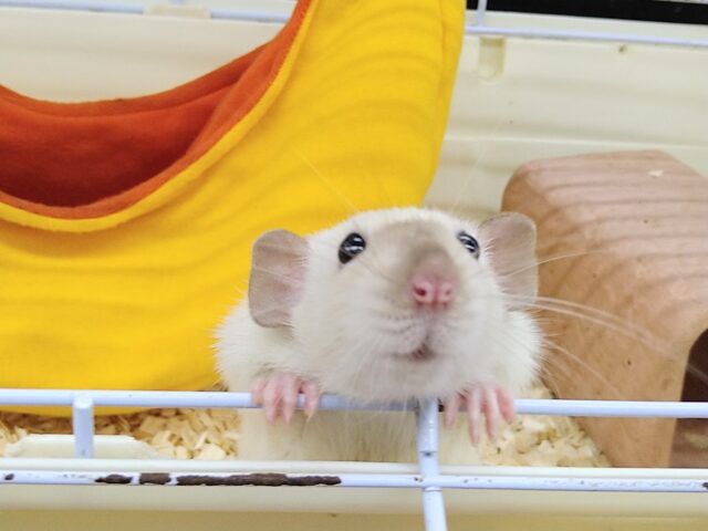 ファンシーラット