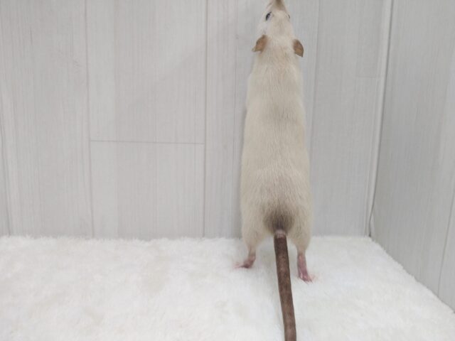 ファンシーラット