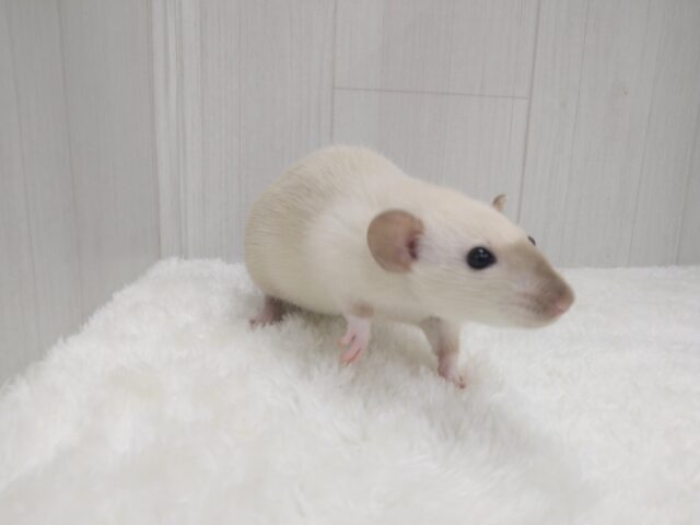 ファンシーラット