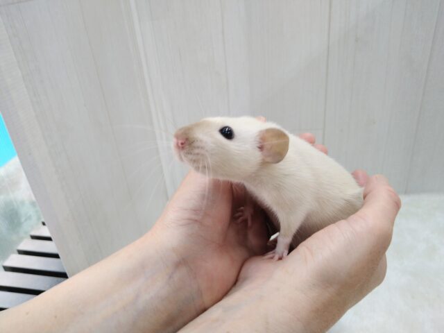 ファンシーラット