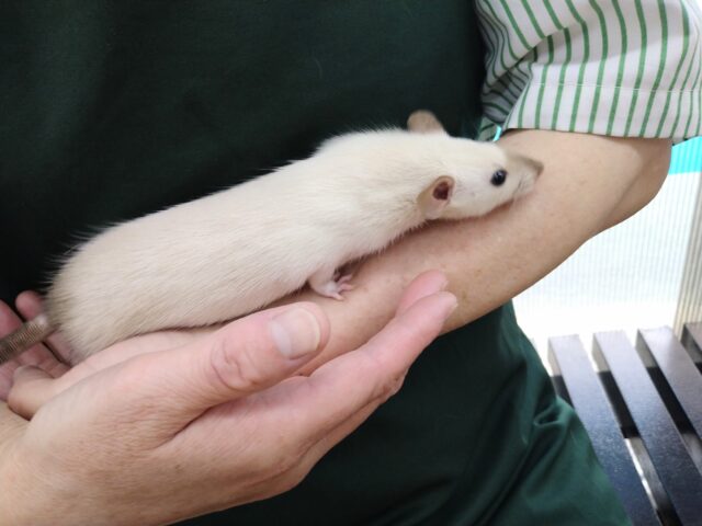 ファンシーラット