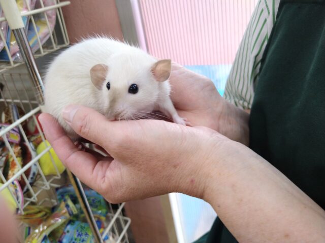 ファンシーラット