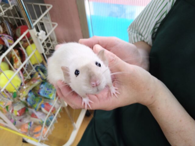 ファンシーラット