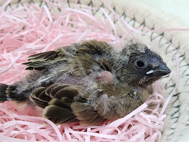 錦花鳥（キンカチョウ）