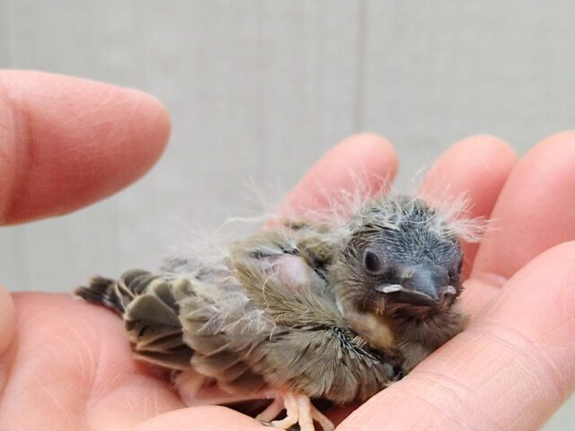 錦花鳥（キンカチョウ）