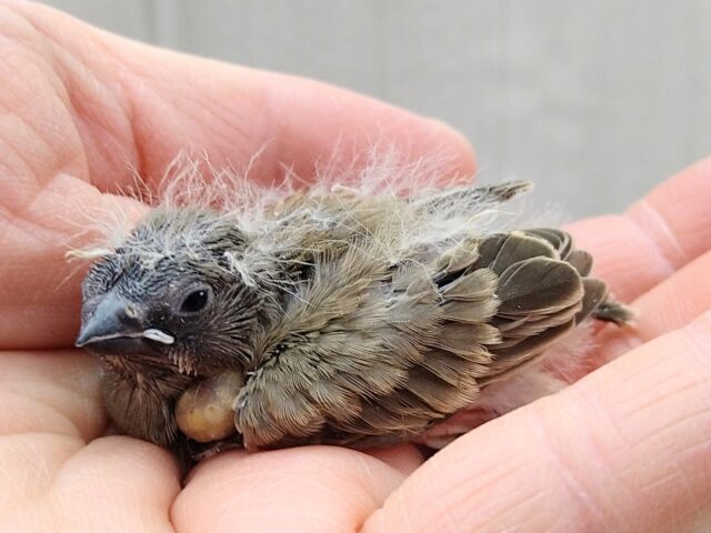 錦花鳥（キンカチョウ）