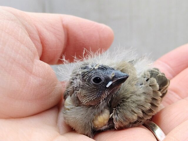 錦花鳥（キンカチョウ）