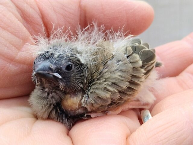 錦花鳥（キンカチョウ）