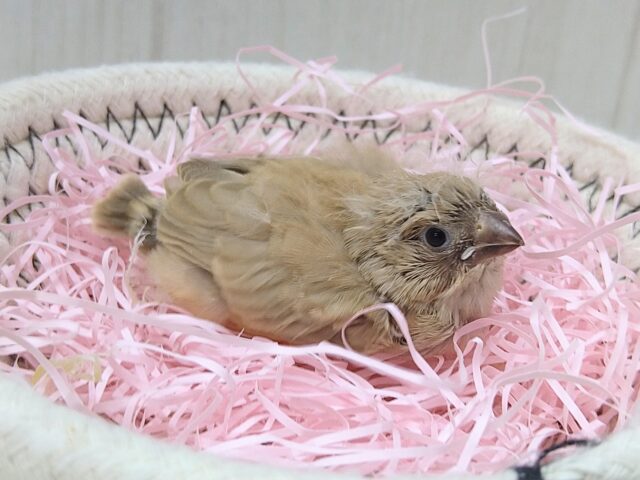 錦花鳥（キンカチョウ）