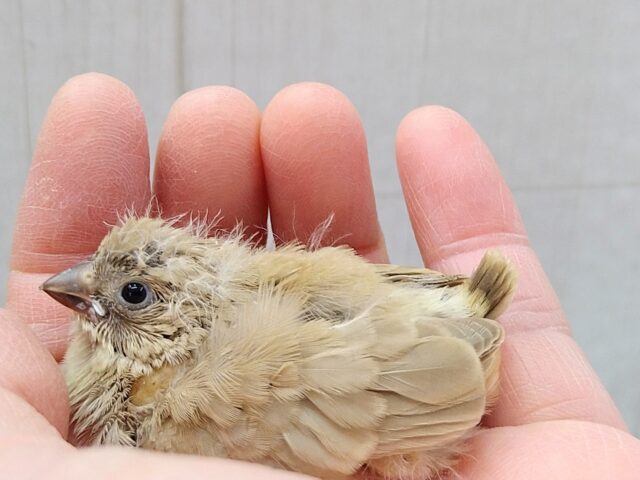 錦花鳥（キンカチョウ）