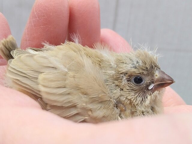 錦花鳥（キンカチョウ）