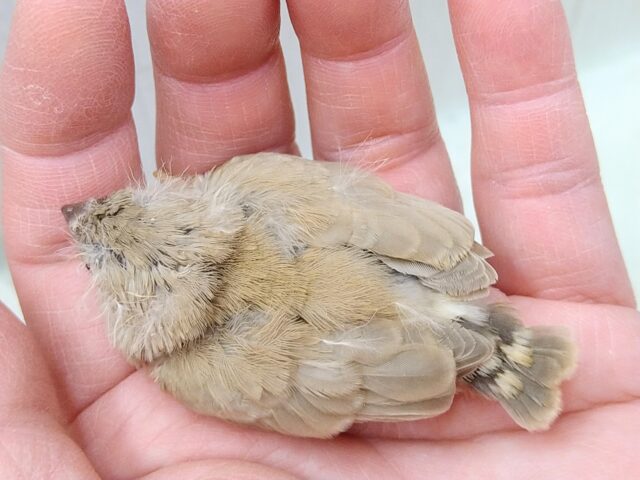 錦花鳥（キンカチョウ）