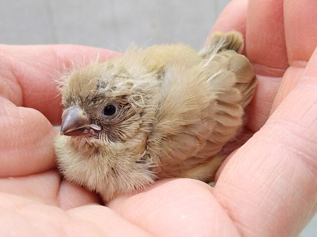 錦花鳥（キンカチョウ）
