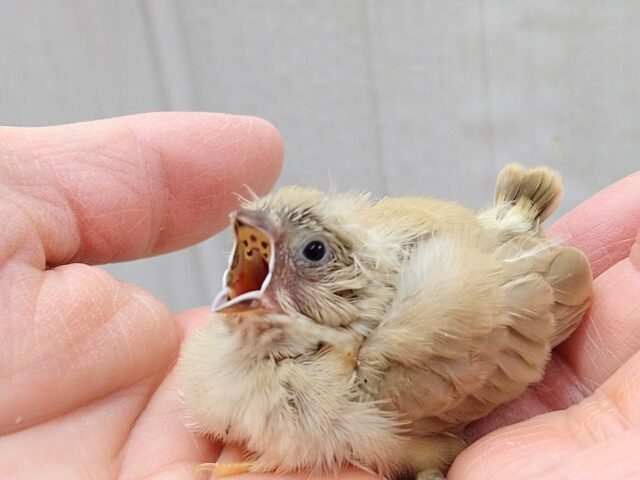 錦花鳥（キンカチョウ）