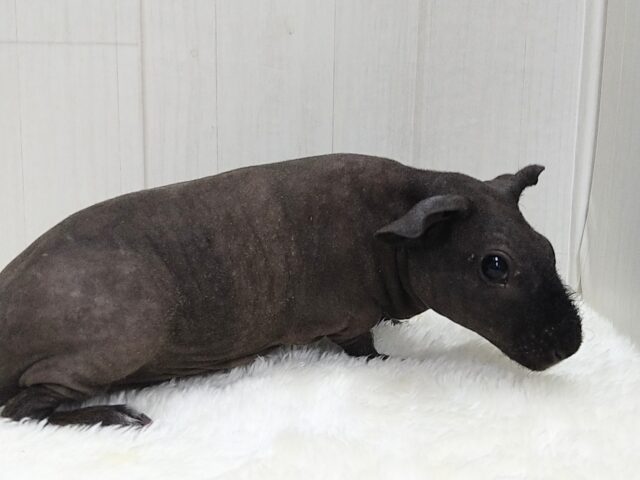 スキニーギニアピッグ