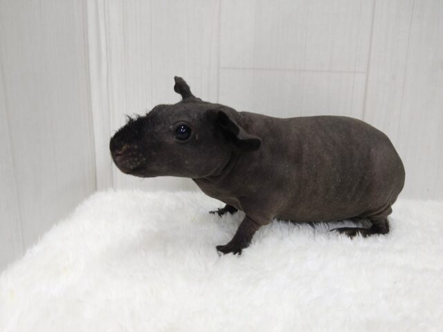 スキニーギニアピッグ