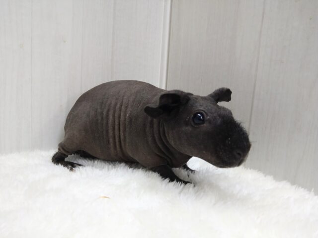 スキニーギニアピッグ