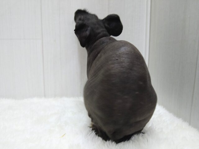 スキニーギニアピッグ