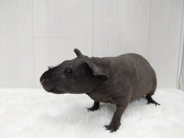 スキニーギニアピッグ