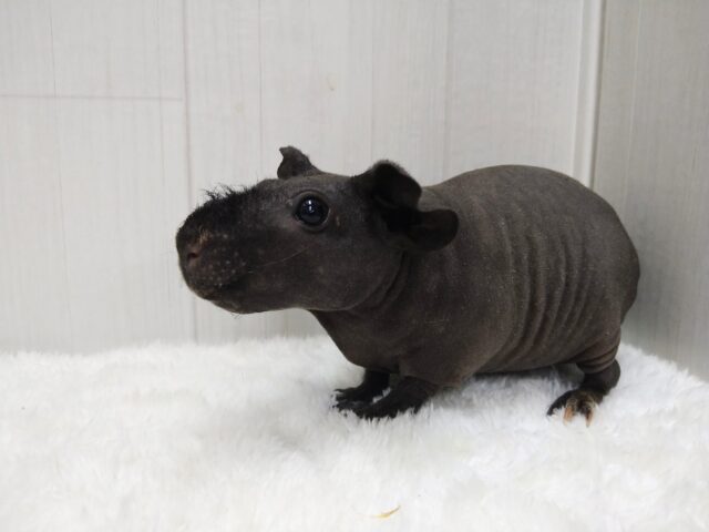 スキニーギニアピッグ