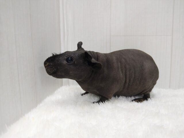 スキニーギニアピッグ