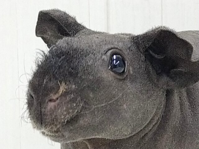 スキニーギニアピッグ