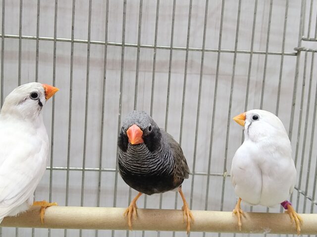 錦花鳥（キンカチョウ）