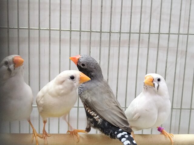 錦花鳥（キンカチョウ）