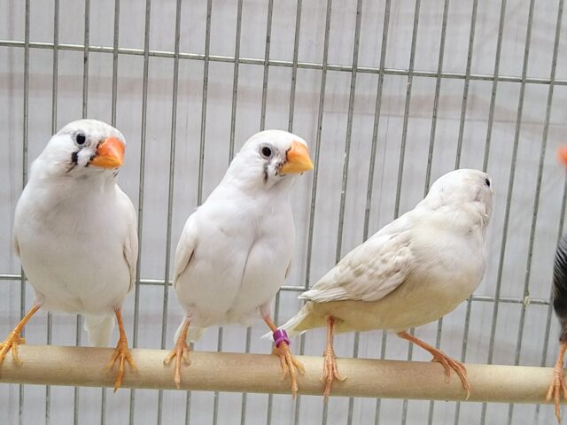 錦花鳥（キンカチョウ）