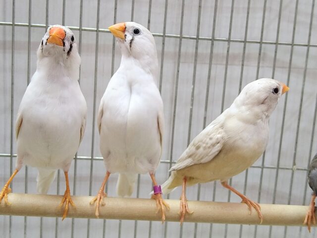 錦花鳥（キンカチョウ）