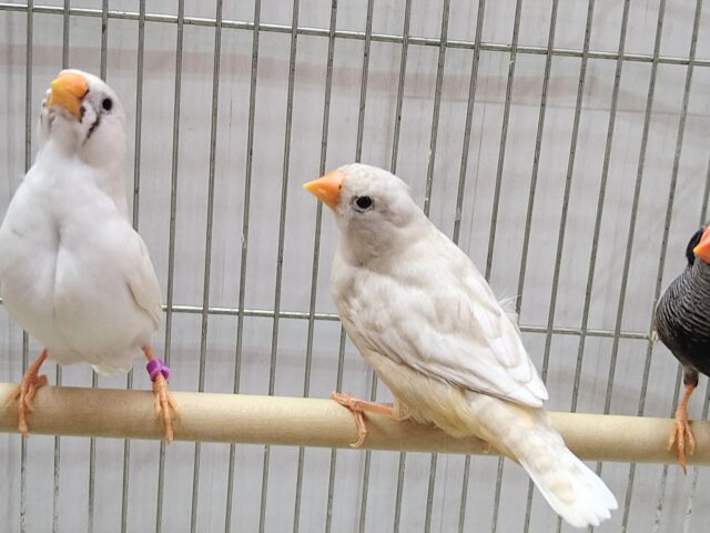 錦花鳥（キンカチョウ）