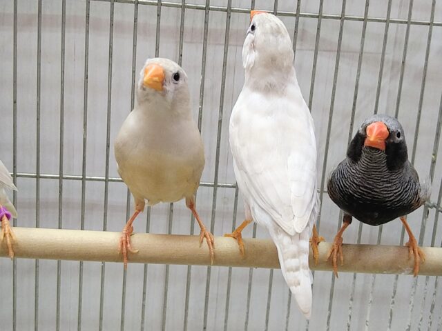 錦花鳥（キンカチョウ）