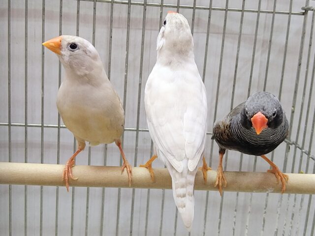 錦花鳥（キンカチョウ）