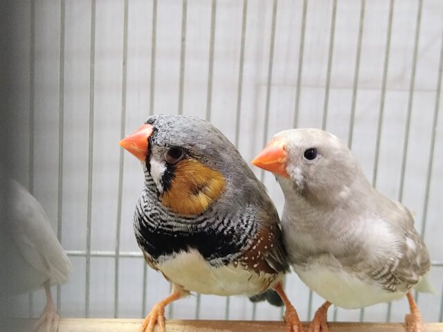 錦花鳥（キンカチョウ）