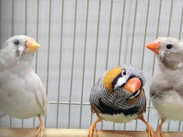 錦花鳥（キンカチョウ）