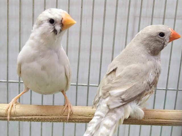 錦花鳥（キンカチョウ）