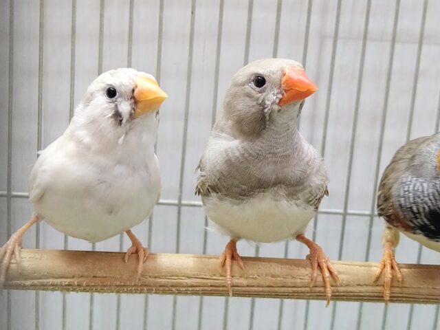錦花鳥（キンカチョウ）
