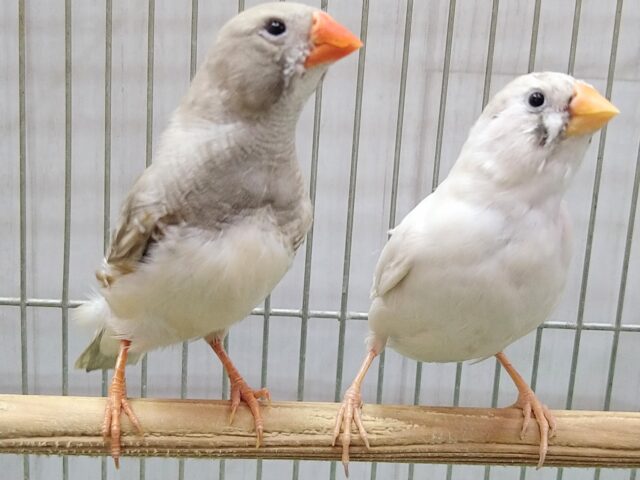 錦花鳥（キンカチョウ）