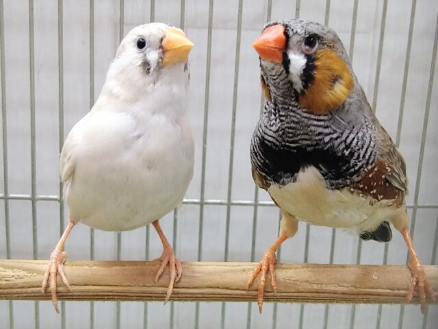 錦花鳥（キンカチョウ）