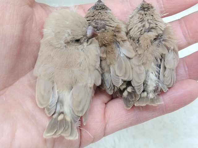 錦花鳥（キンカチョウ）