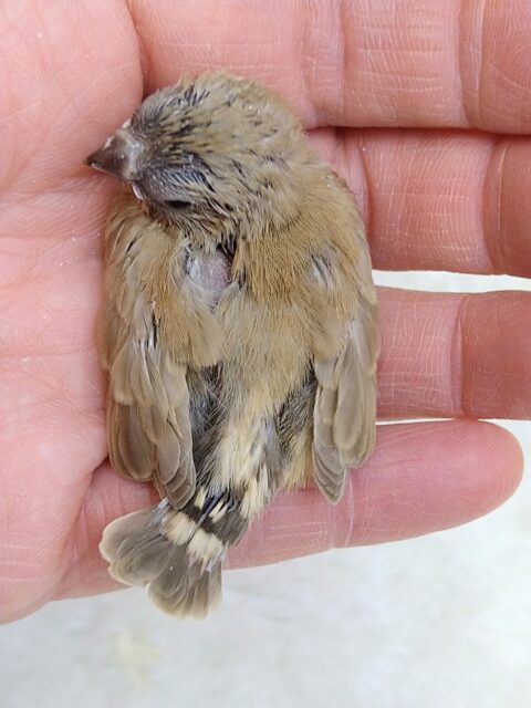 錦花鳥（キンカチョウ）