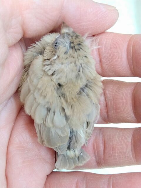 錦花鳥（キンカチョウ）