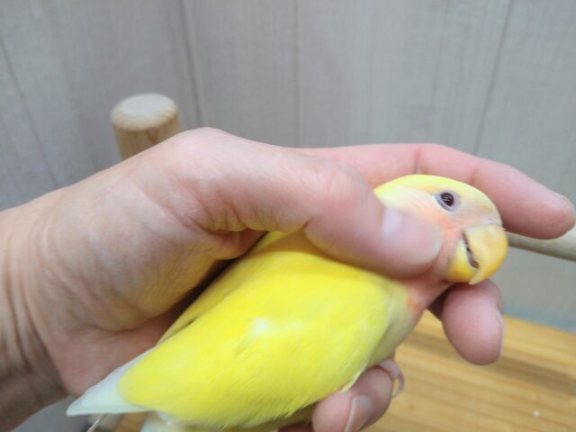 コザクラインコ（小桜インコ）