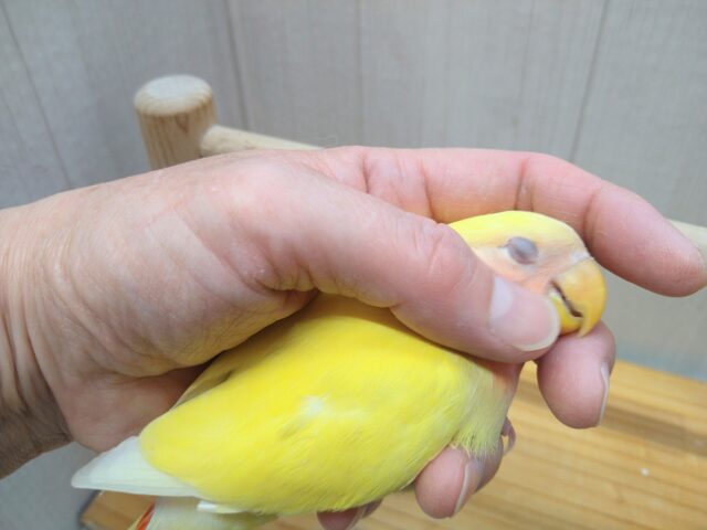 コザクラインコ（小桜インコ）
