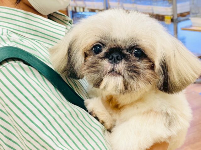 まっくろくろすけ🖤ペキニーズくん ペキニーズ