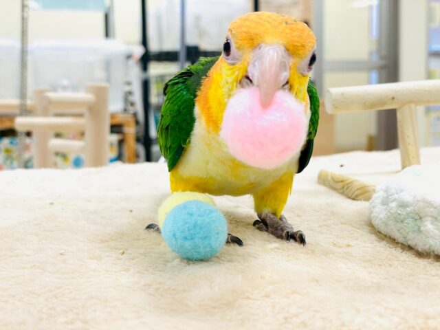 シロハラインコ