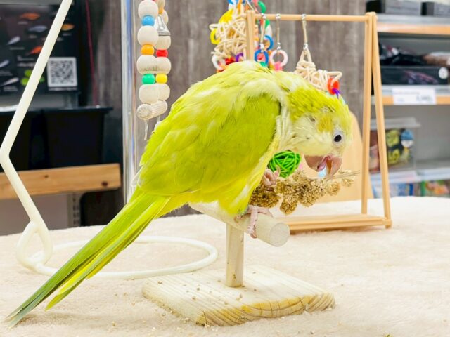 オキナインコ