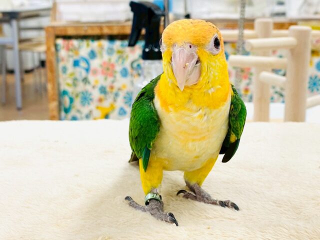 シロハラインコ